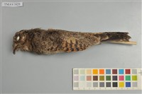 藏品(南亞夜鷹)的圖片